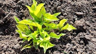 #хоста #форчуна #Albopicta / Хоста Форчуна Альбопикта ( лат. hosta fortunei Albopicta)-хамелеон.