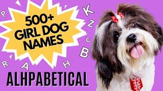 500+ Female Dog Names for Every Letter of the Alphabet | Alphabetical Female Dog Names