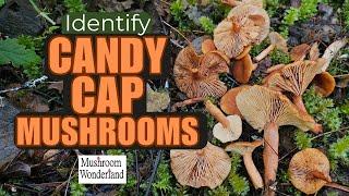 Candy Cap Mushroom Identification- Natures Candy