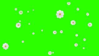 Flowers Falling #3 / Green Screen - Chroma Key