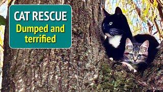 Cat Rescue - Dumped mum & kitten stuck up tree.