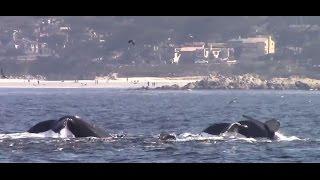 Carmel By The Sea Humpback Whales #VisitCarmel