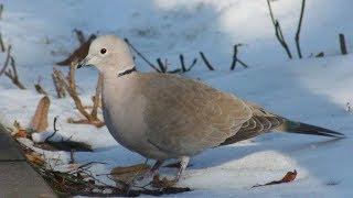 Turtle doves in winter