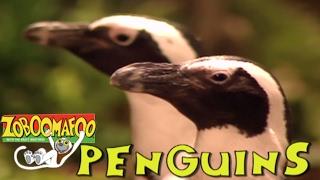  Zoboomafoo 134 - Water Creatures | National Penguin Day Special | Full Episode