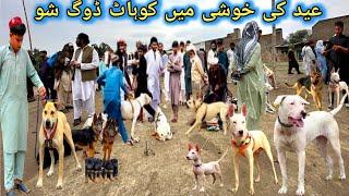 Eid First Dogs Show | Kpk Dog Market | Special dogs market | kohat Dog Mandi