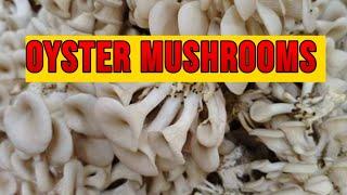 How my Oyster Mushrooms are Responding to this Rainy Season