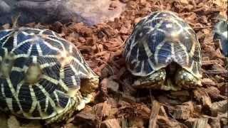 Indian star tortoise (Geochelone elegans) HD