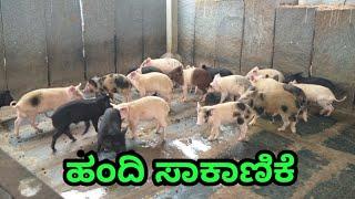 Pig Farming || ಹಂದಿ ಸಾಕಾಣಿಕೆ || Best farming #KDMchannelkannada