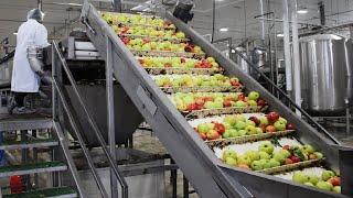 How Fruit Juice Made in Factory. Modern Fruit Juice Production Factory - Juice Processing