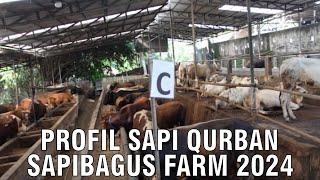 Profil Qurban Sapibagus Farm 2024