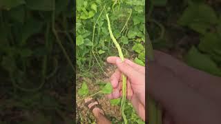 How to Harvest: Yard Long Beans (3 Feet Long??)