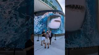 Shark Nassau Bahamas Cruise Port #sharks #sharkweek #shorts #nassaubahàmas