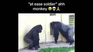 "at ease soldier" ahh monkey