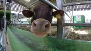 Cow licks Gopro Hero 3+ - Slow motion