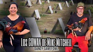 Los COWAN de Mike Mitchell - Dandy Gamefowl