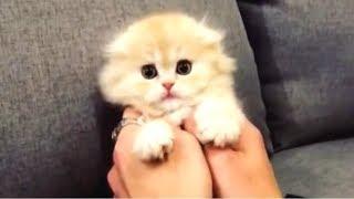 CUTE KITTENS - Cute Kitten Videos Compilation || CUTENESS OVERLOAD