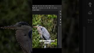 blur background in 50 seconds. Photoshop tutorial