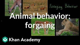 Animal behavior: foraging | Individuals and Society | MCAT | Khan Academy