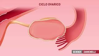 ciclo ovarico e mestruale