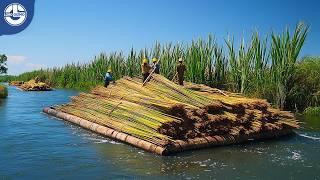 Harvesting Billions of Tons of Sugarcane: The Complete Sugar-Making Process!