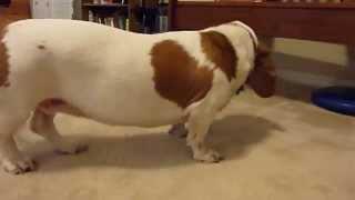 Pawzitive FX Pet Sitting: Daisy Basset Comes For Rubs & TLC