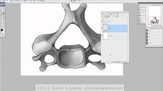 Photoshop Tutorial for Scientific Illustrators: Painting in photoshop part 3