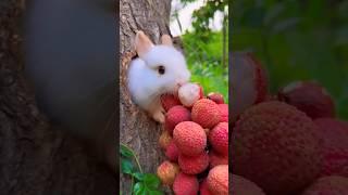 Cute Rabbit - Baby rabbit growth | Baby rabbits grow up #pets #cute