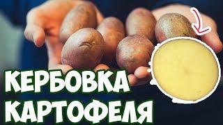 Зачем разрезают картофель перед посадкой?Кербовка