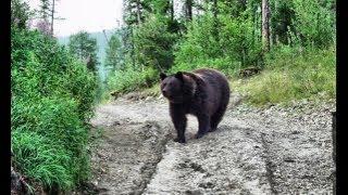 Russian bear vs truck-man Funny video. Бурый медведь напал на человека. GoldenAldan.ru