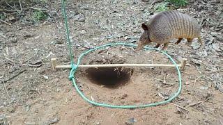 armadilha de tropeço na trilha para pegar animais tatú paca capivara cotia javali