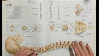 Soft spoken anatomy map: spine