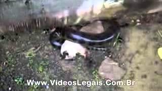 Snake Kills Cat