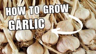 How to Grow Garlic