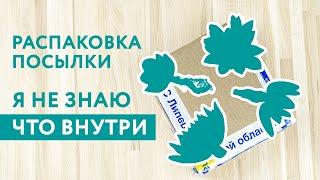 Заказала не глядя! Распаковка суккулентов из посылки от Ярины Питерской