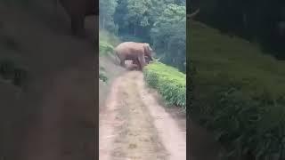 Padayappa Elephant Attack A Tractor,Nyamakkad Estate,Munnar...