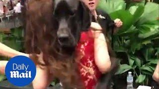 Amazing moment dog overpowers tiny woman with a friendly hug