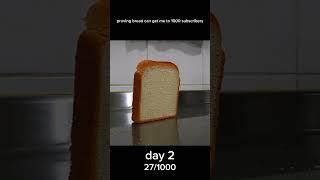 Proving bread can get me to 1000 subscribers#funnyvideo #memes #memesonlylegendswillfindfunny #funny