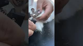 Cutting Mr. Fuzzy’s Nails  #shorts #bunny #rabbit #nails #cutting #asmr