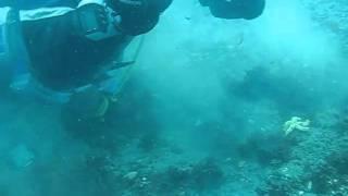 Sampling sea urchins in King George Island