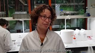 WUR researcher Vera Ros received a Vidi grant for her research on diseases transmitted by insects