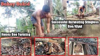 Buhay Bukid/Bee's Hunter Vlog's   Successful Harvesting Stingless Bee/Kiyut.. Honey Bee Farming