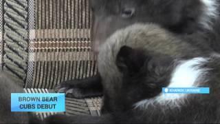 Brown Bear Cubs Debut: Kharkiv zoo shows its newest additions