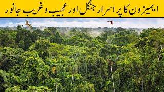 Wonders of Amazon Jungle | Urdu/Hindi