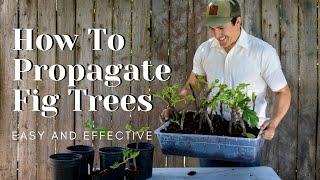 How to Propagate Fig Trees -Easy and Effective-