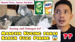 MENGOBATI JAMUR DAN KUTU KUCING PAKAI SABUN CUCI PIRING -Memandikan Kucing pakai Sunlight Mama Lemon