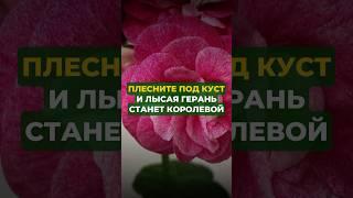 Плесните под куст и лысая герань станет королевой#цветы#сад