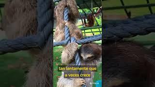 ¿SABÍAS QUÉ? #perezoso #animales #curiosidades