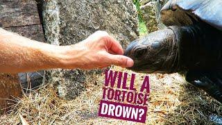 CPR (It's possible!) & HYDRATION for TORTOISES