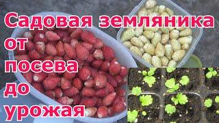 Садовая земляника из семян от посева до урожая. Посев, пикировка, высадка в грунт, выращивание, уход