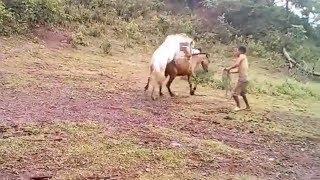 horse meeting fast and hard, horse meeting fierce horse animal world